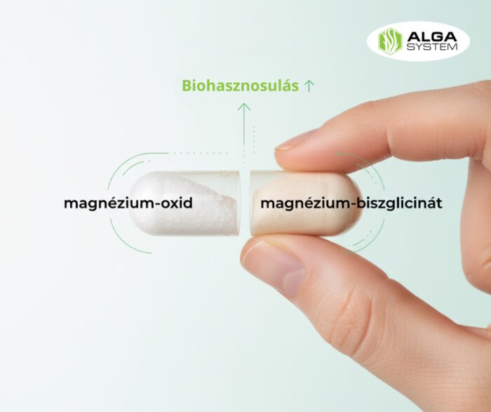 ézzel tartott kettévágott magnézium kapszula. A bal oldali rész poros, szemcsés, felirata: "magnézium-oxid". A jobb oldali rész krémesebb, homogén, felirata: "magnézium-biszglicinát". Felette zöld nyíl és felirat: "Biohasznosulás ↑", ami a biszglicinátra mutat.